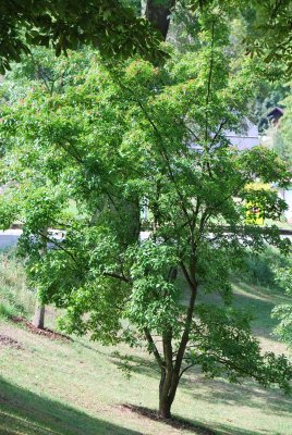 Acer ginnala - javor amurský - letní habitus (56)